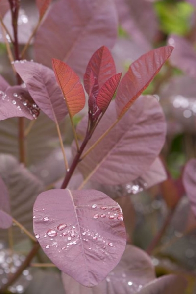 Grace Pink Flowering Smoke Tree