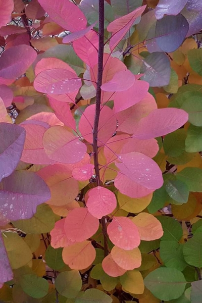 Grace Pink Flowering Smoke Tree