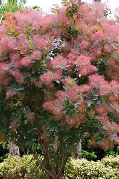 Grace Pink Flowering Smoke Tree