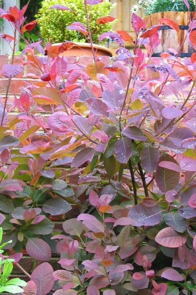 Grace Pink Flowering Smoke Tree