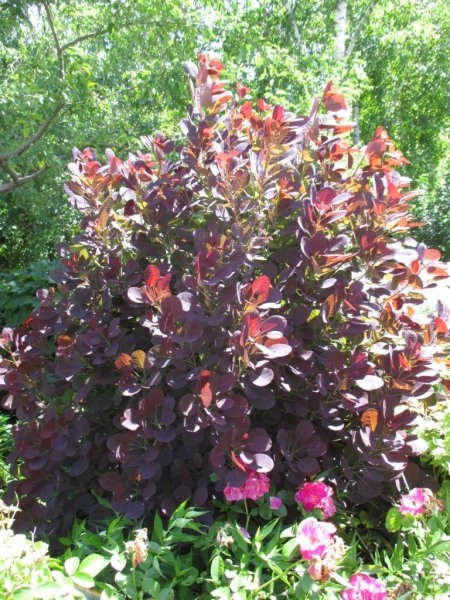 Grace Pink Flowering Smoke Tree