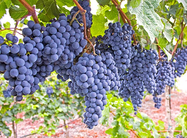 Mars Seedless Grape