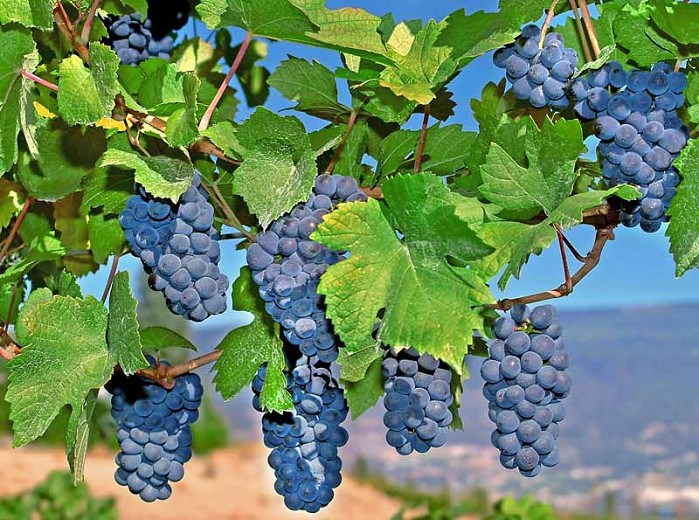 Mars Seedless Grape