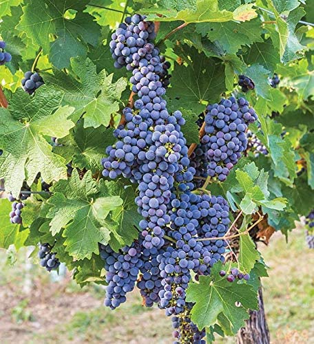 Mars Seedless Grape