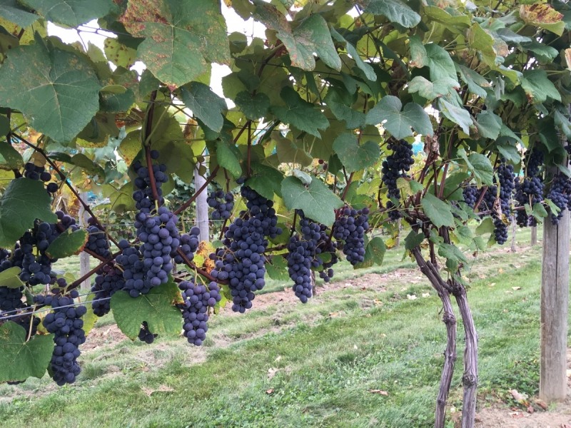 Mars Seedless Grape