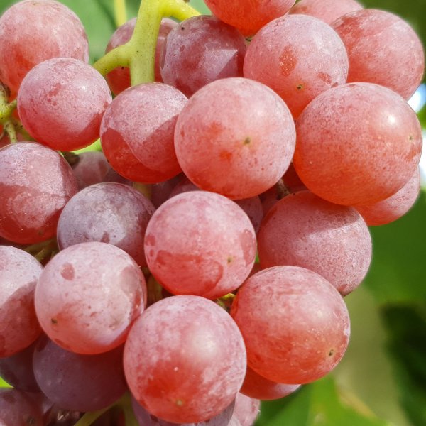 Reliance Red Seedless Grape Vine