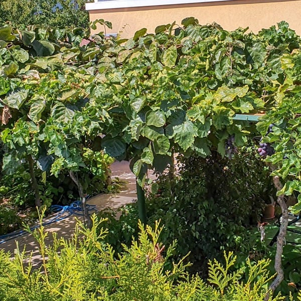 Reliance Red Seedless Grape Vine