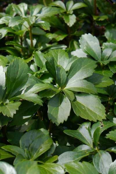 Pachysandra (Japanese spurge)