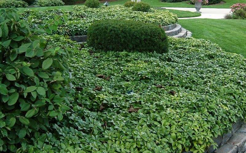 Pachysandra (Japanese spurge)