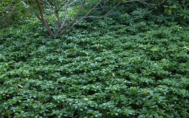 Pachysandra (Japanese spurge)