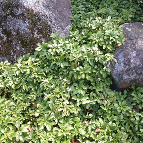 Pachysandra (Japanese spurge)