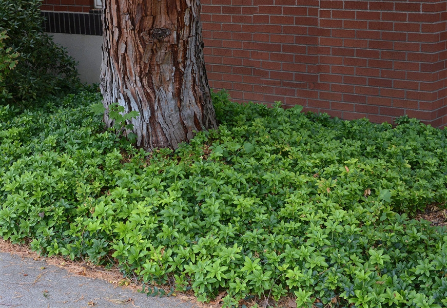 Pachysandra (Japanese spurge)