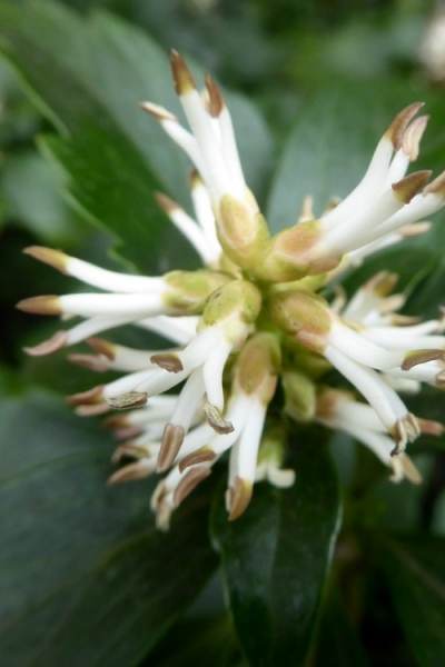 Pachysandra (Japanese spurge)