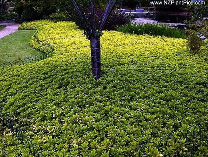 Pachysandra (Japanese spurge)