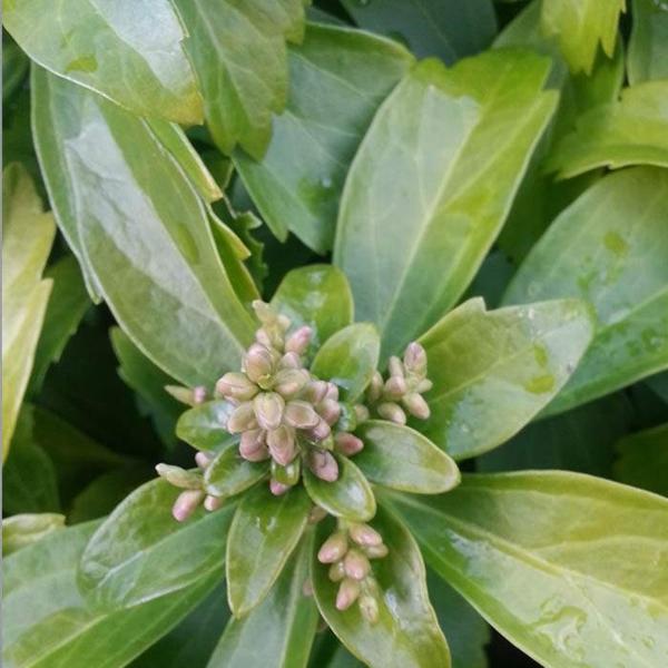 Pachysandra (Japanese spurge)