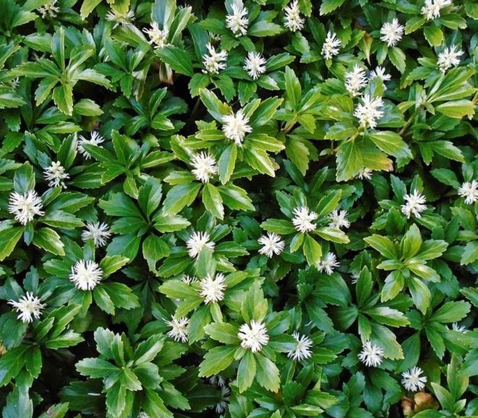 Pachysandra (Japanese spurge)