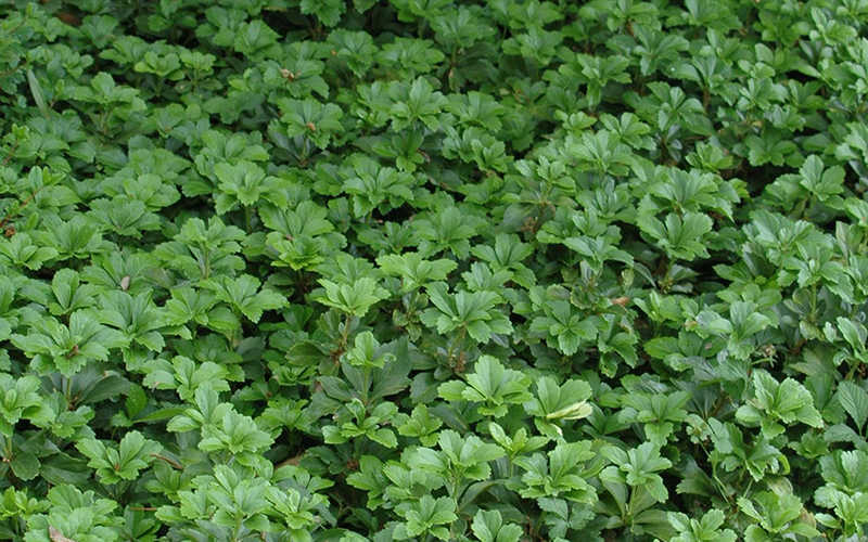 Pachysandra (Japanese spurge)