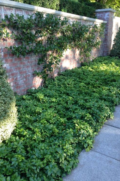 Pachysandra (Japanese spurge)
