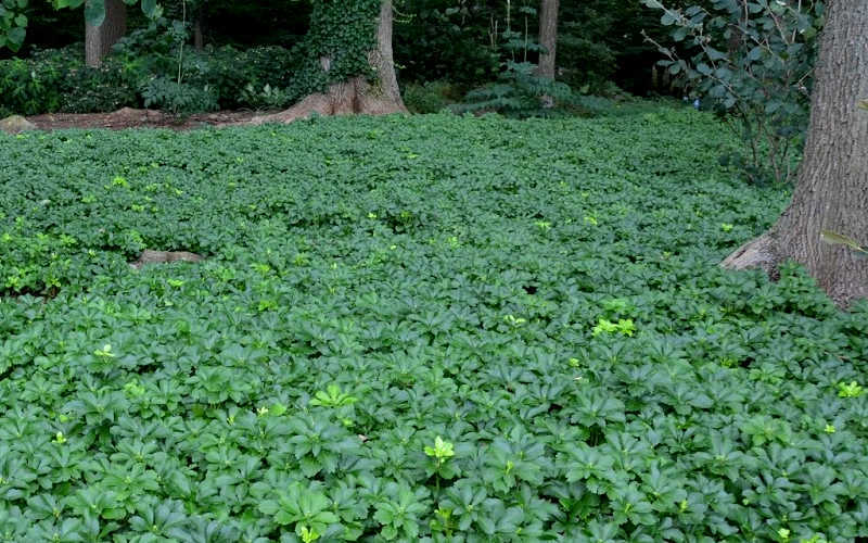 Pachysandra (Japanese spurge)