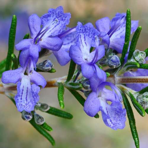 Blue Lagoon Rosemary
