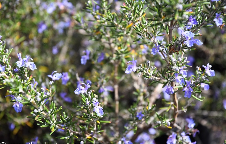 Blue Lagoon Rosemary