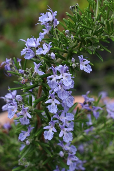 Blue Lagoon Rosemary