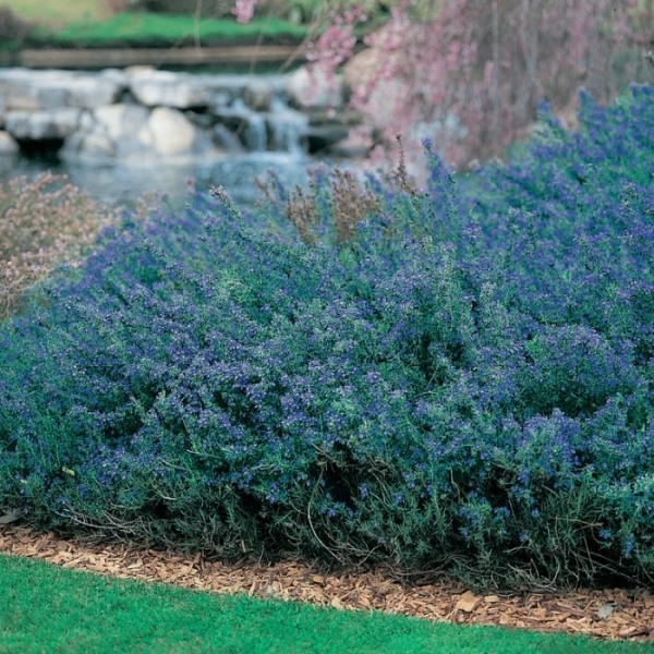 Blue Lagoon Rosemary