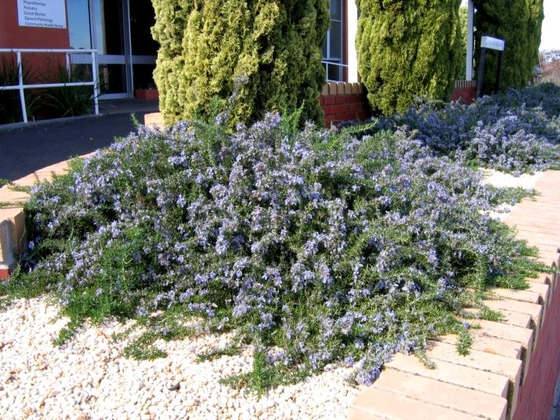 Blue Lagoon Rosemary