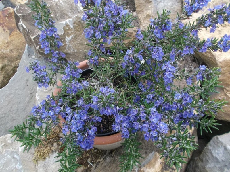 Blue Lagoon Rosemary