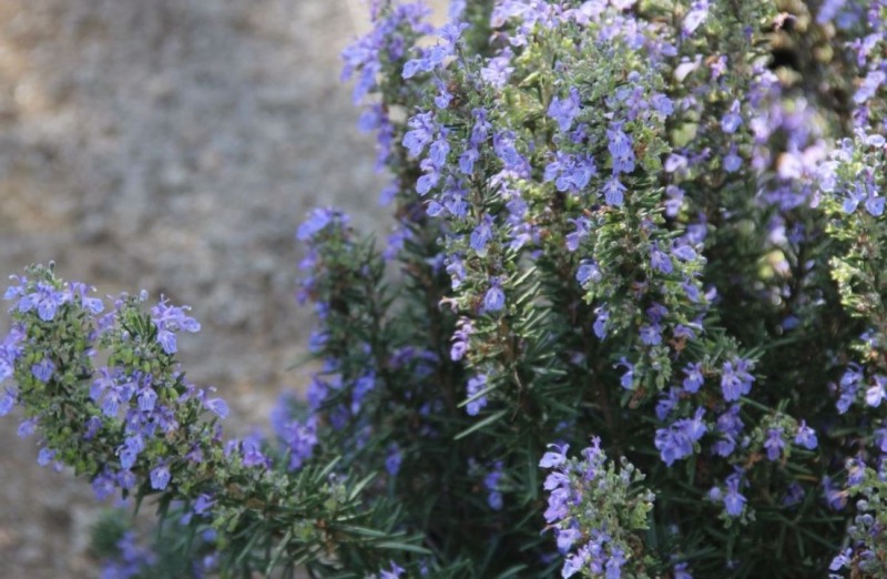 Blue Lagoon Rosemary