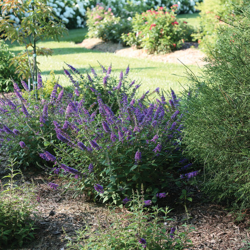 Lo & Behold Blue Chip Junior Butterfly Bush