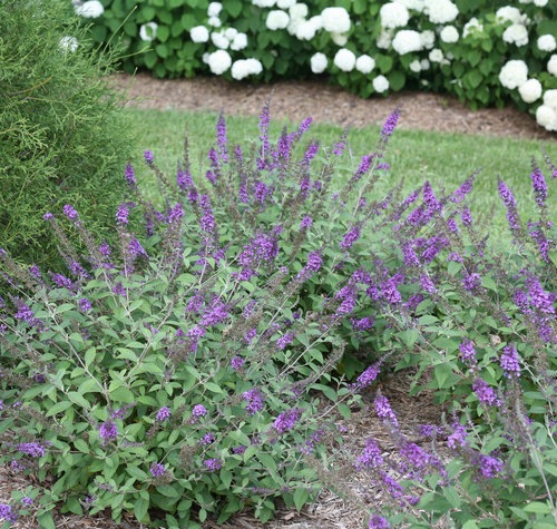Lo & Behold Blue Chip Junior Butterfly Bush
