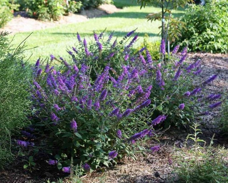 Lo & Behold Blue Chip Junior Butterfly Bush