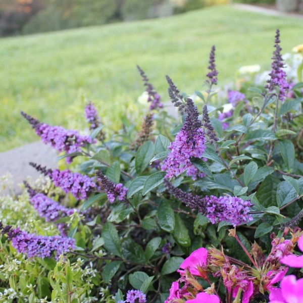 Lo & Behold Blue Chip Junior Butterfly Bush
