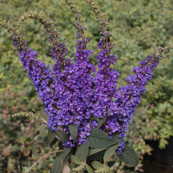 Lo & Behold Blue Chip Junior Butterfly Bush