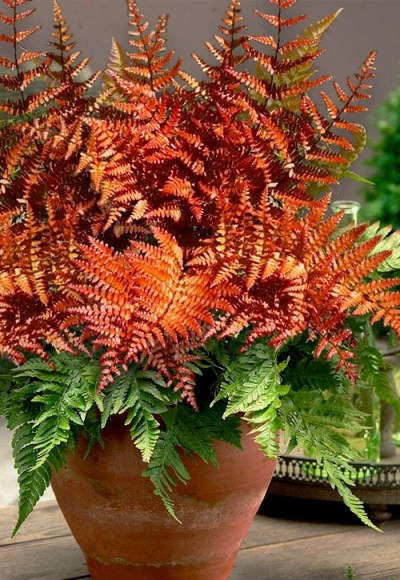Autumn Brilliance Fern
