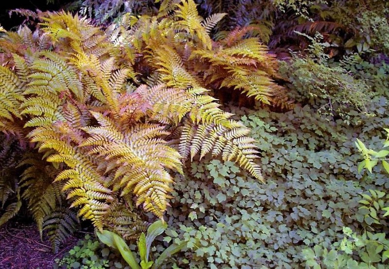 Autumn Brilliance Fern