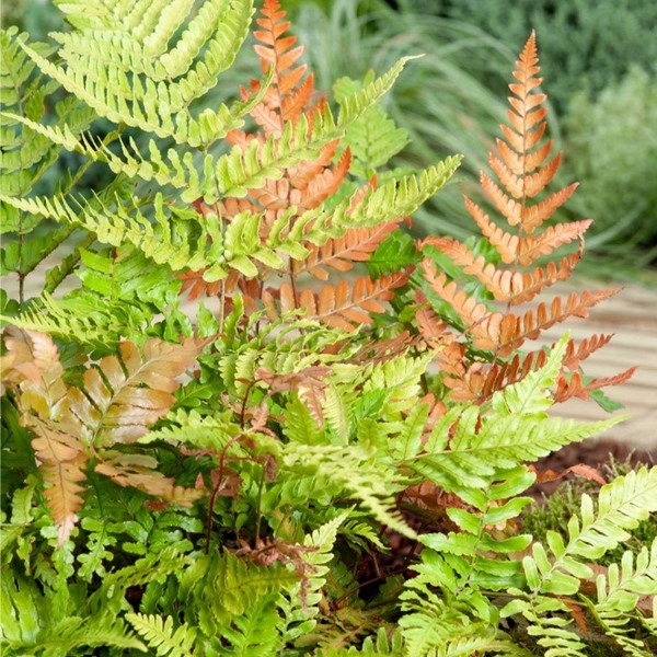 Autumn Brilliance Fern