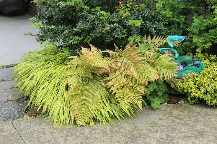Autumn Brilliance Fern