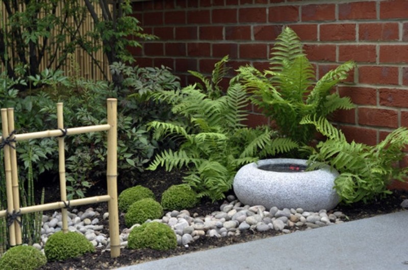 Autumn Brilliance Fern