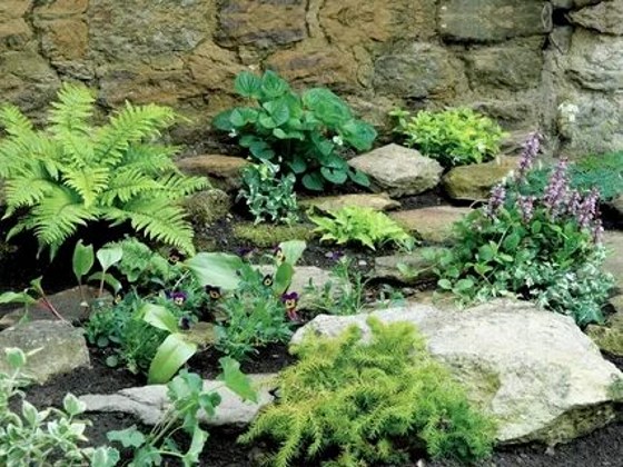 Autumn Brilliance Fern