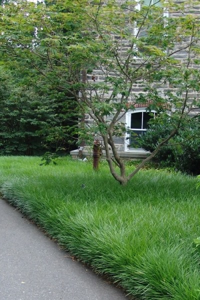 Creeping Lilyturf