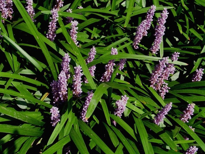 Creeping Lilyturf