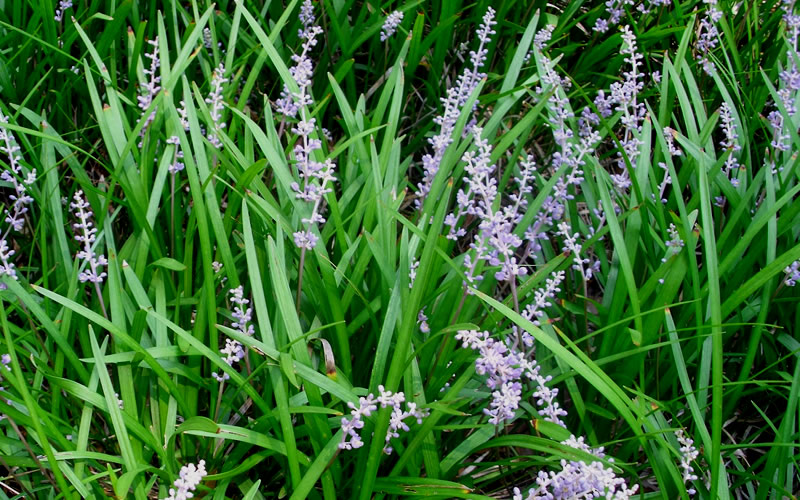 Creeping Lilyturf