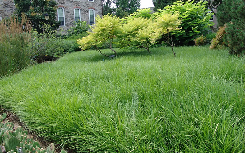 Creeping Lilyturf