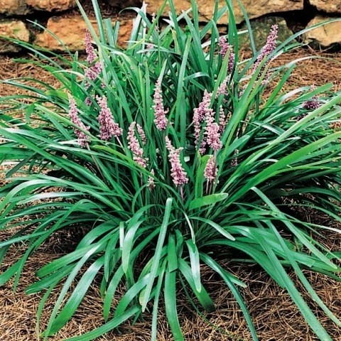 Creeping Lilyturf