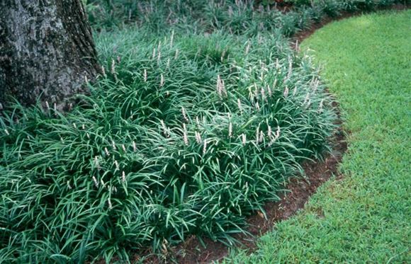 Creeping Lilyturf