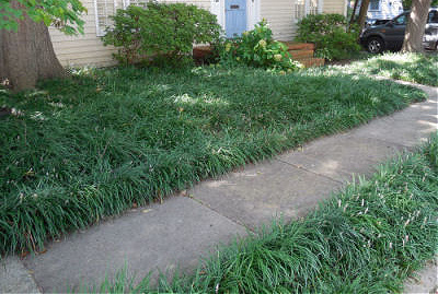 Creeping Lilyturf