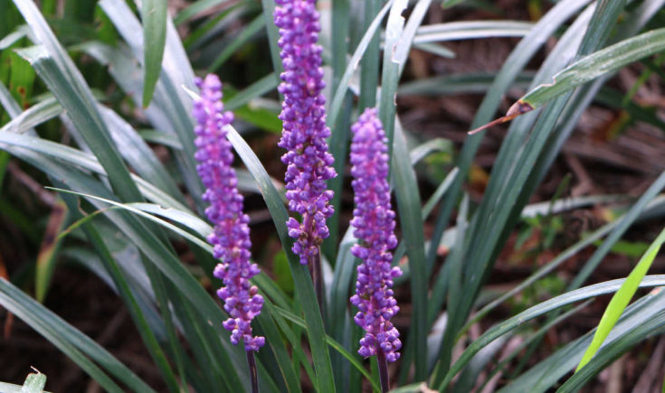 Creeping Lilyturf