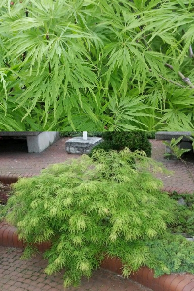 Viridis Dwarf Green Japanese Maple